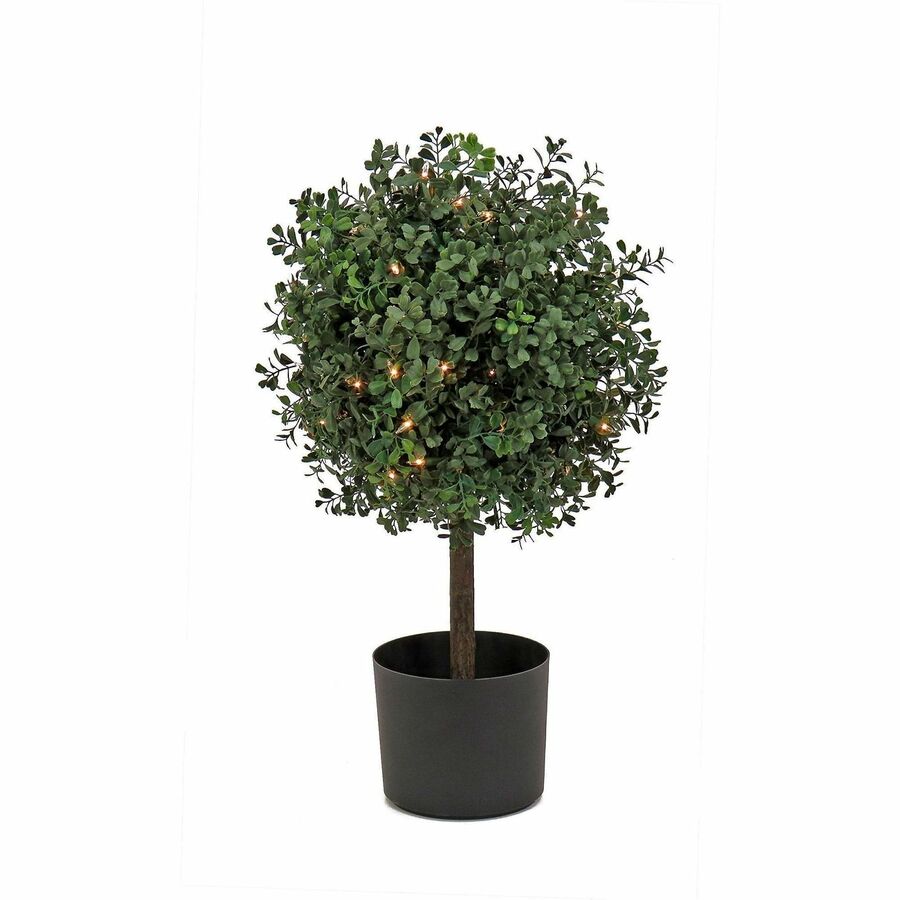National Tree Boxwood Topiary Tree - 2" Tall - Boxwood - Topiary - Pot1 Each