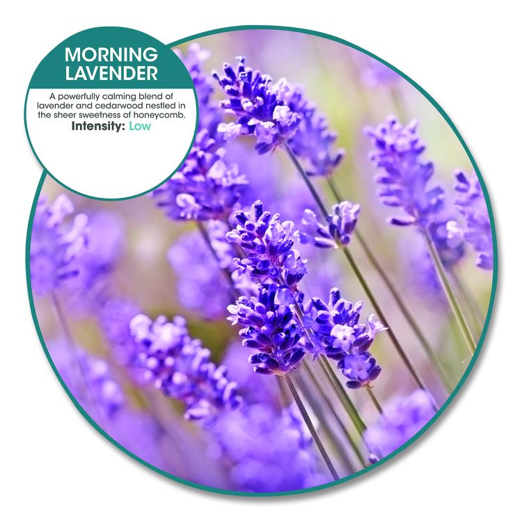 ourfreshE Refills, Morning Lavender, 6/Box