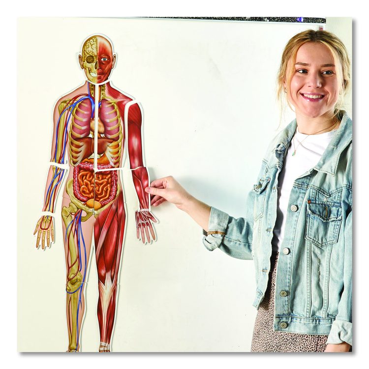Double-Sided Magnetic Human Body, Grades K to 5, English/Spanish, Assorted Colors, 17 Pieces