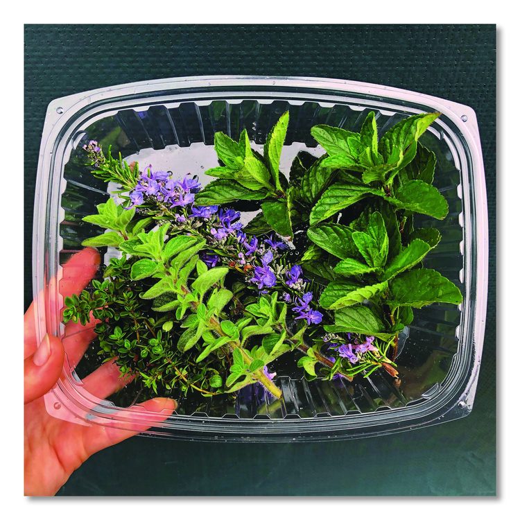 Renewable and Compostable Rectangular Deli Containers with Lid, 24 oz, 4 x 5.5 x 2, Clear, Plastic, 50/Pack, 4 Packs/Carton