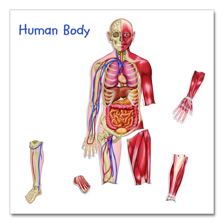 Double-Sided Magnetic Human Body, Grades K to 5, English/Spanish, Assorted Colors, 17 Pieces