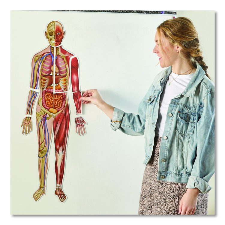 Double-Sided Magnetic Human Body, Grades K to 5, English/Spanish, Assorted Colors, 17 Pieces