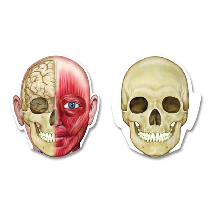 Double-Sided Magnetic Human Body, Grades K to 5, English/Spanish, Assorted Colors, 17 Pieces