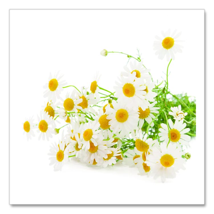Single Flavor Tea, Cozy Chamomile, 28 Bags/Box