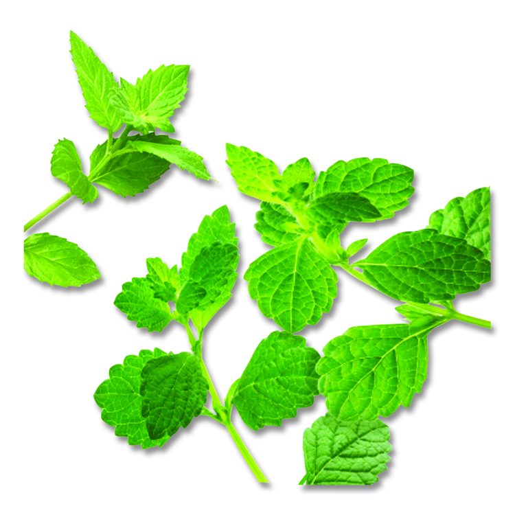 Mint Medley Herbal Tea, 28/Box