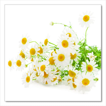 steep Tea, Chamomile Citrus Herbal, 1 oz Tea Bag, 20/Box