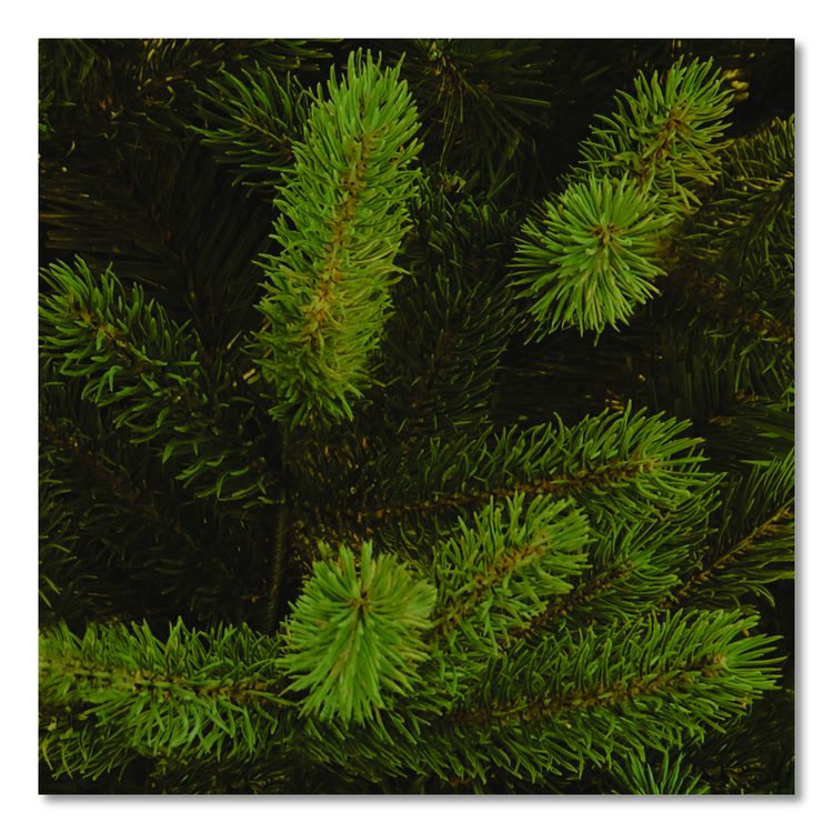 Norway Fir Tree, 58" x 58" x 84", Green Tree, Green Tree Stand