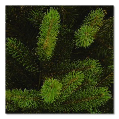 Norway Fir Tree, 58" x 58" x 84", Green Tree, Green Tree Stand