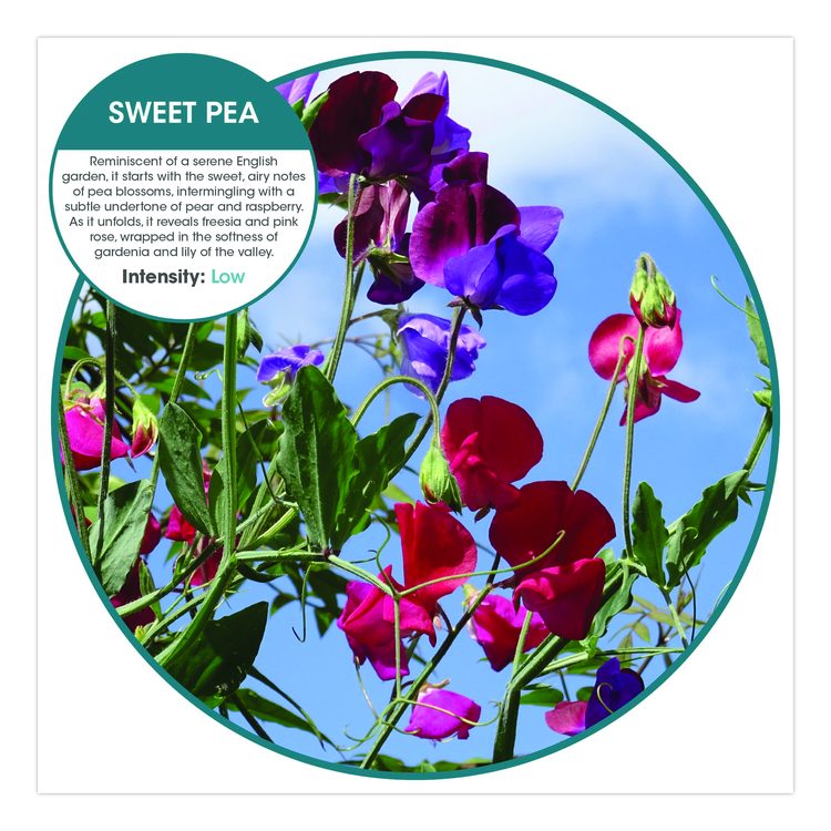 Fusion Metered Aerosols, Sweet Pea, 8.45 oz, 12/Carton
