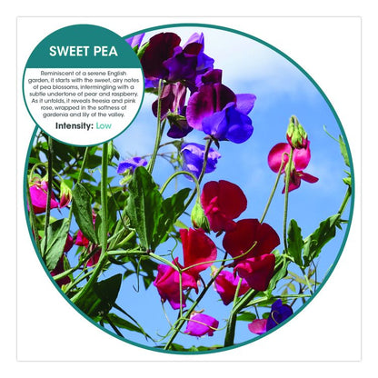 Fusion Metered Aerosols, Sweet Pea, 8.45 oz, 12/Carton