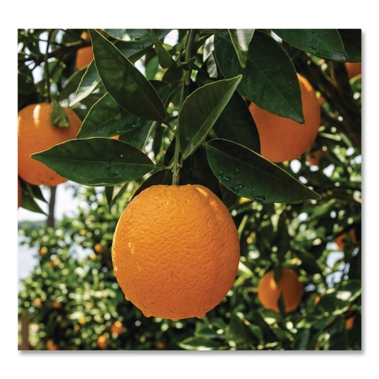 Fresh Premium Seedless Oranges, 8 lbs